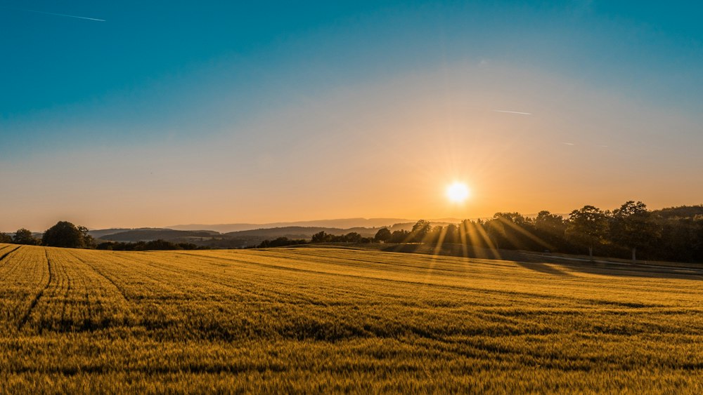 Open grassy field